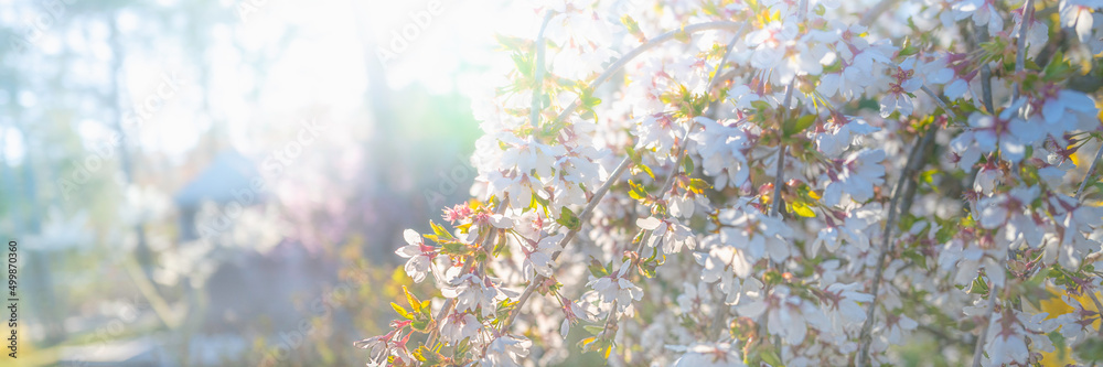 White and pink cherry flowers on a foggy misty bright sunny morning in the forest