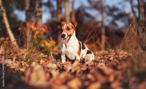 Small Jack Russell terrier dog sitting on sun lit autumn leaves, tongue out shallow depth of field photo with bokeh blurred trees in background