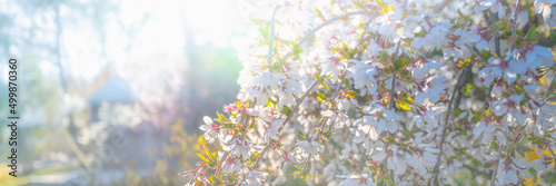 White and pink cherry flowers on a foggy misty bright sunny morning in the forest