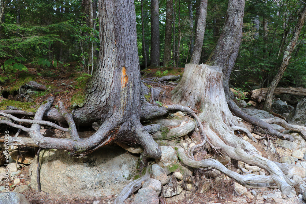 View of tree roots on bank of Hancock Branch river at Otter Rocks day ...