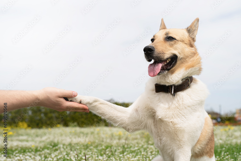 Happy man plays with mixed breed shepherd dog on green grass