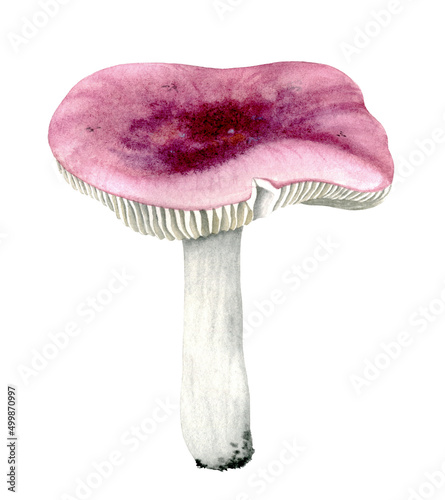 Russula. Watercolor hand painted element on white background. Edible wild mushroom. 
