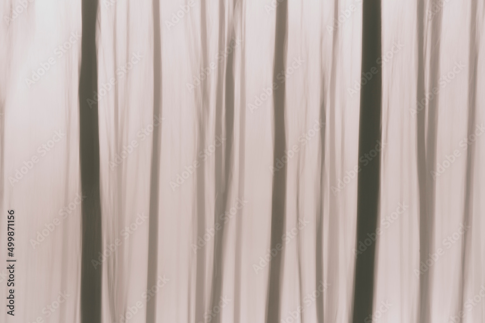 Winter Forest Photography Winter Forest Photography