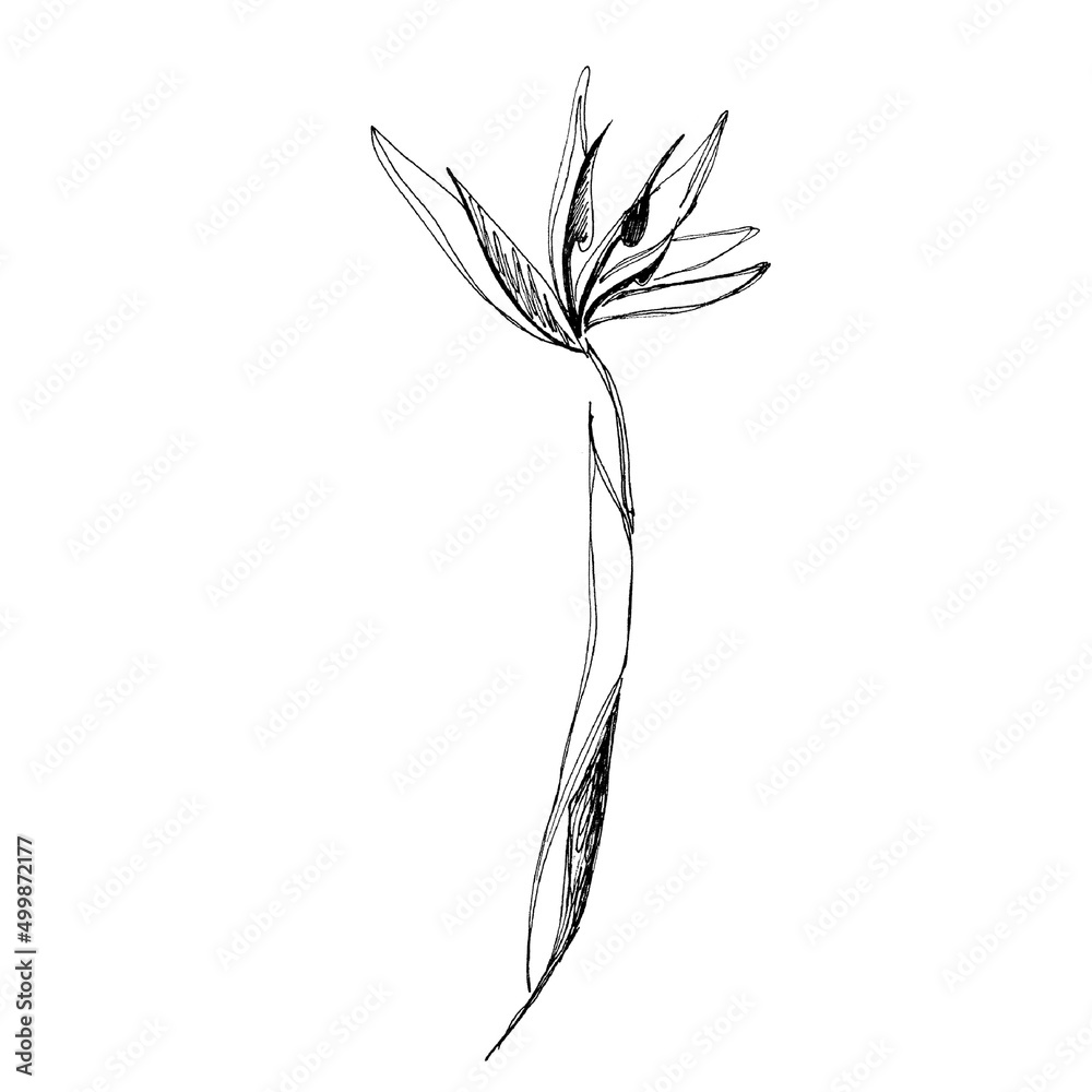 Hand drawn with strelizia flower isolated on white