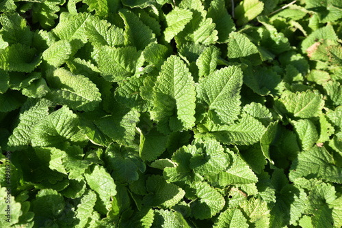 Cuadro en lienzo Betonica macrantha au jardin