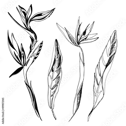 Hand drawn set with strelizia flower isolated on white