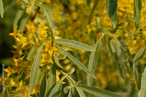 Yellow buds and flowers on the branches of the goof angustifolia