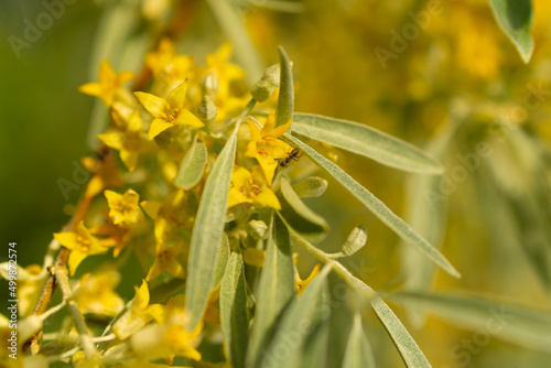 Yellow buds and flowers on the branches of the goof angustifolia