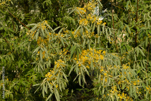 Yellow buds and flowers on the branches of the goof angustifolia