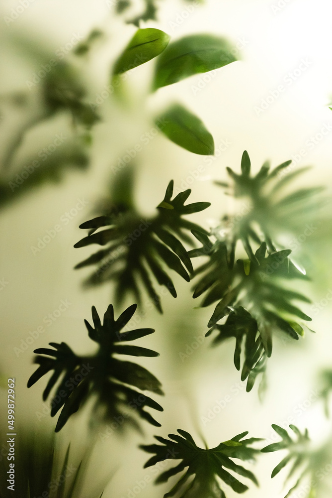 tropica plants background, nature space tropica plants background, nature space