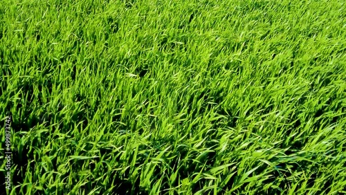 Folate di vento di mestrale su di un campo con erba alta photo