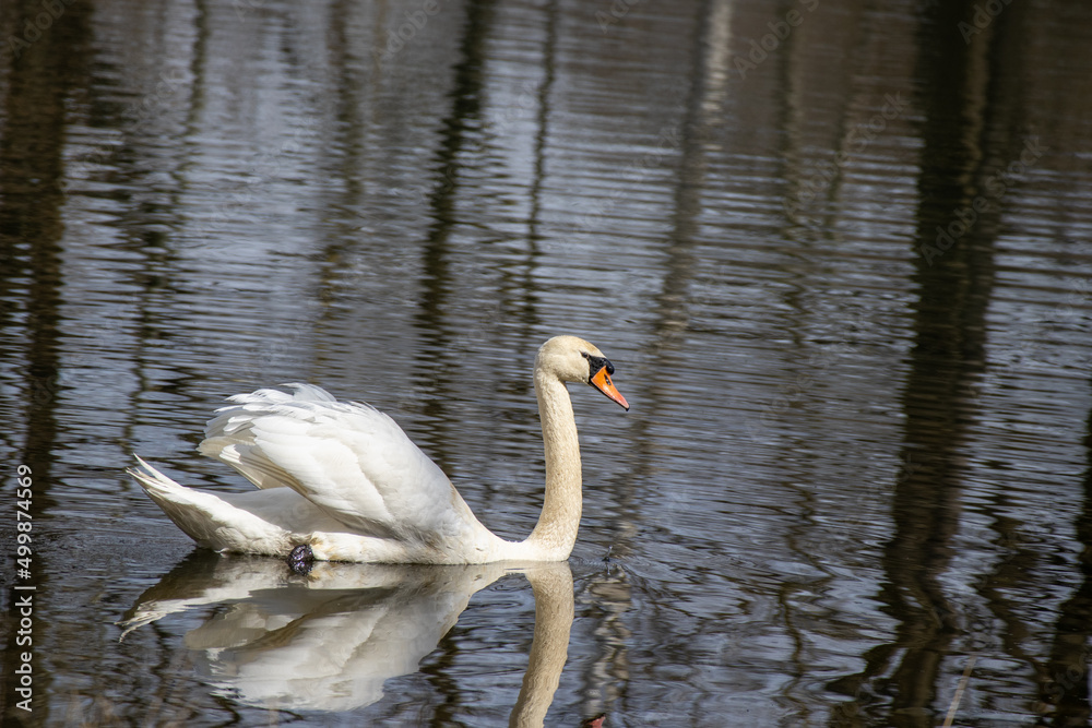 Fototapeta premium Swan on the water