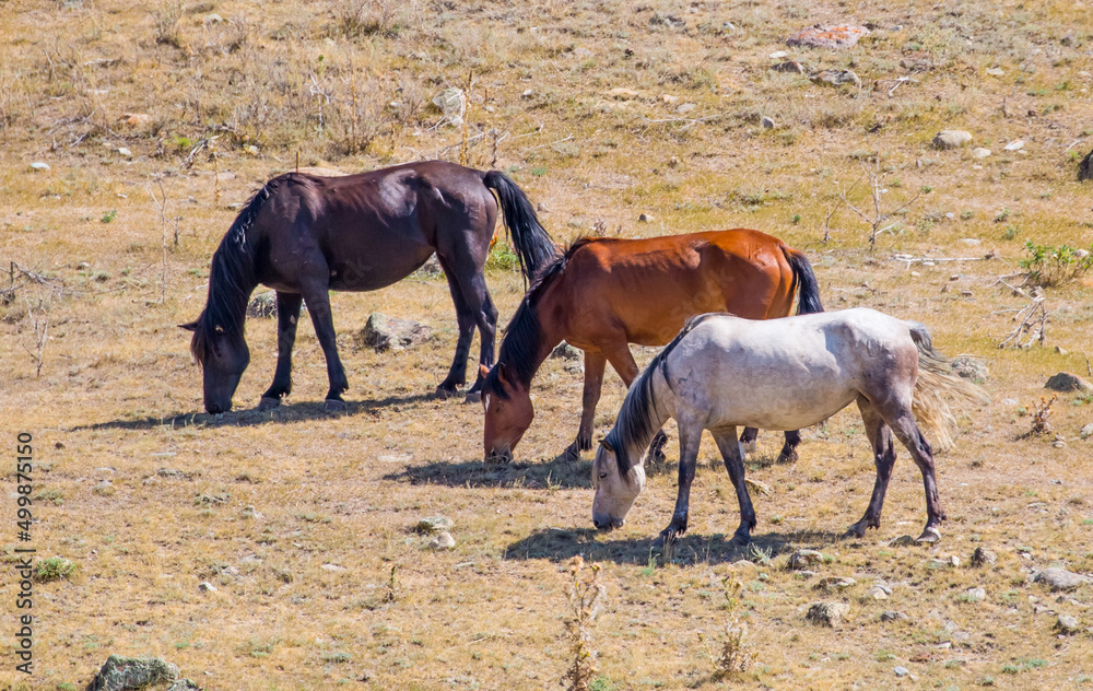 Horses gallop over mountains and hills. A herd of horses grazes in the autumn meadow. Livestock concept, with place for text. Horses gallop over mountains and hills. A herd of horses grazes in the autumn meadow. Livestock concept, with place for text.