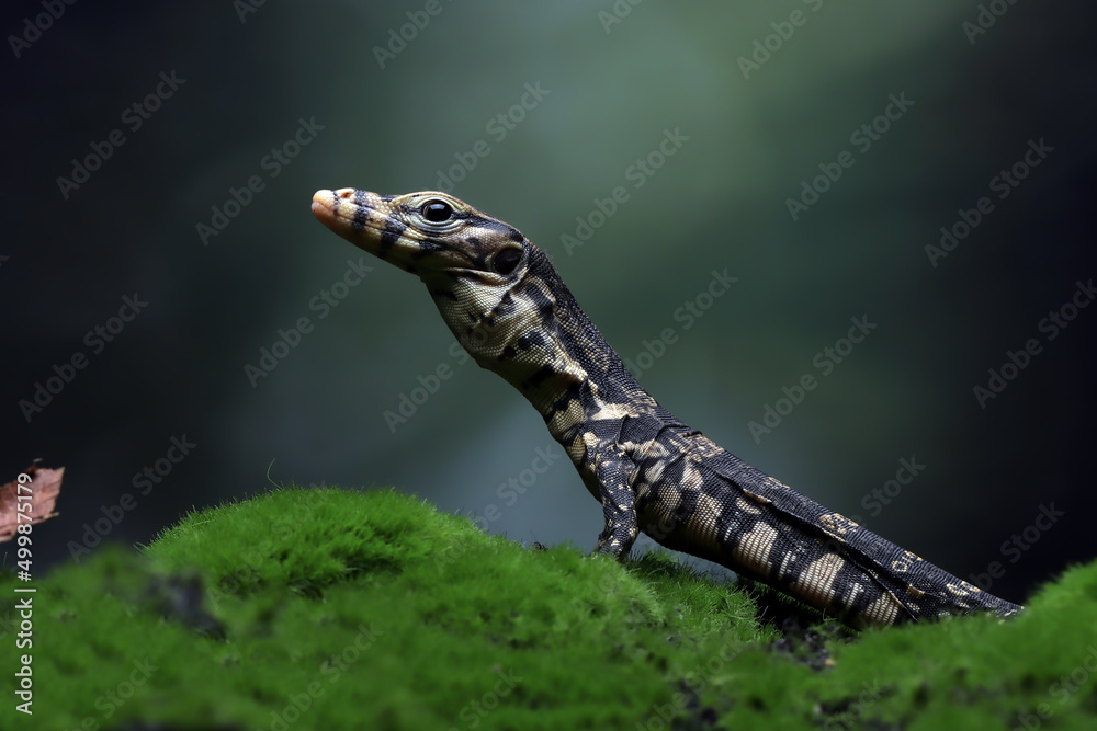 Obraz premium Bay Varanus salvator lizard closeup on moss, Varanus salvator lizard on moss 