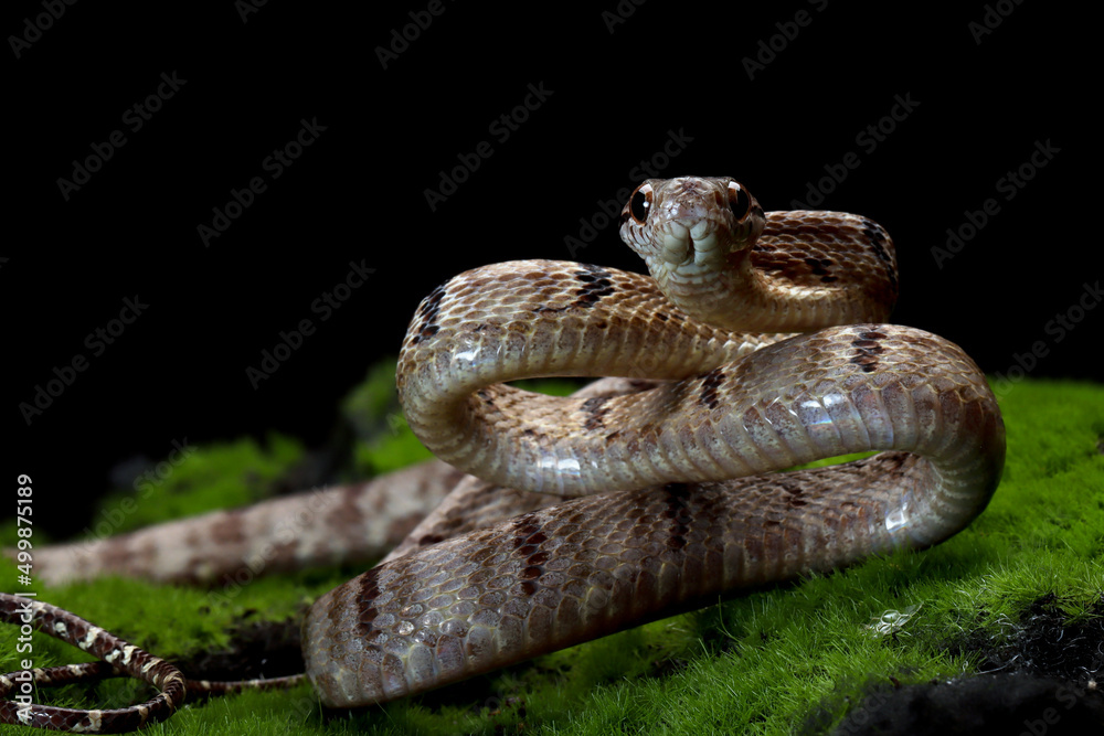 Fototapeta premium Boiga cynodon snake on moss with black background, Boiga cynodon snake closeup