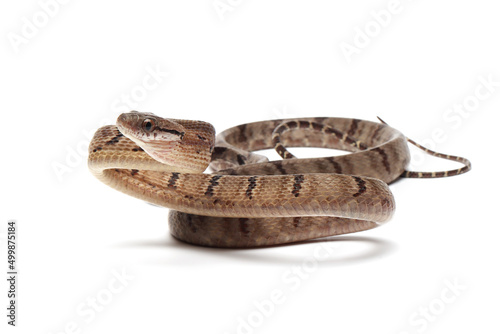 Boiga cynodon snake isolated on white background, Boiga cynodon closeup, Boiga cynodon isolated