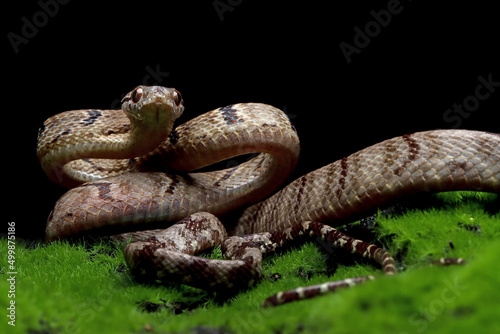 Boiga cynodon snake on moss with black background, Boiga cynodon snake closeup photo