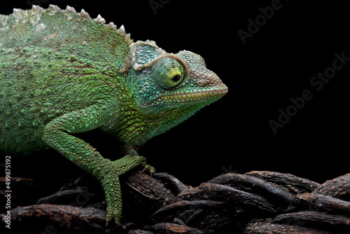 Female Chameleon Jackson closeup head on black background, Female Chameleon Jackson head 