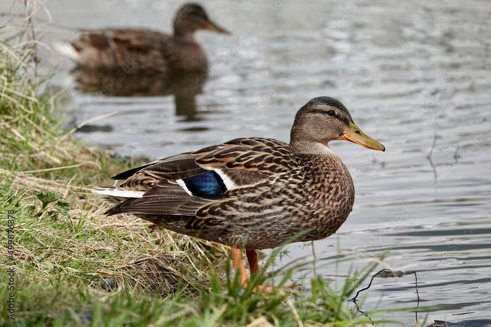 Solo female duck beside on green grass on the shore of the pond. Brown mallard duck standing in natural habitat. High quality photo Solo female duck beside on green grass on the shore of the pond. Brown mallard duck standing in natural habitat. High quality photo