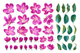 Large set of pink blooming apple trees. Set of realistic plants, hand-drawn in vector format. Flowers, leaves and buds. Select all objects in vector file et them to any size without loss of quality.