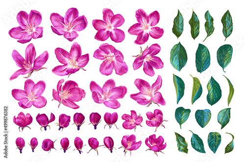 Large set of pink blooming apple trees. Set of realistic plants, hand-drawn in vector format. Flowers, leaves and buds. Select all objects in vector file et them to any size without loss of quality.