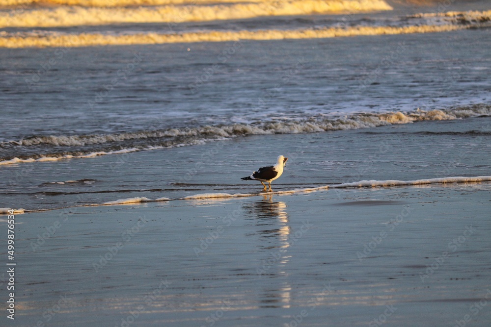 A beautiful bird by the sea on an autumn day. A beautiful bird by the sea on an autumn day.