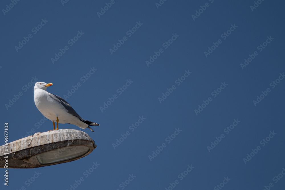 Isolated close up portrait of a single seagull resting on a beautiful clear sky spring morning- Greece Isolated close up portrait of a single seagull resting on a beautiful clear sky spring morning- Greece