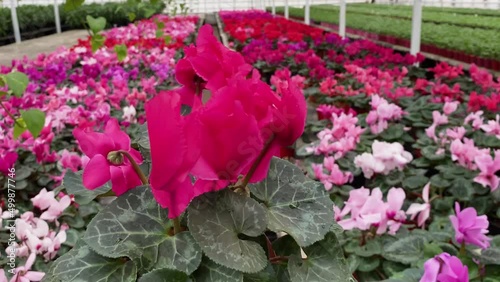 Someone is twirling a bright pink cyclamen in a flower pot against the background of many bright cyclamen of different shades in the greenhouse