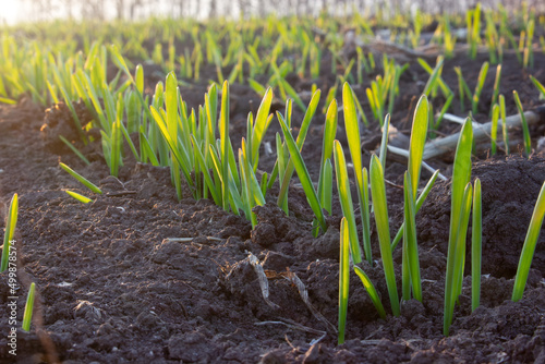 Row of young sprouts of wheat or barley, germination of grain in the soil in the field, soft rays of the sun in the frame. Growing cereals in agriculture.