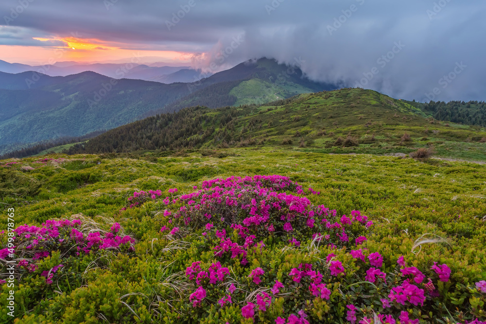 Obraz premium Summer landscape with flowers of rhododendron. Evening with a beautiful sky in the mountains. Glade of pink flowers.