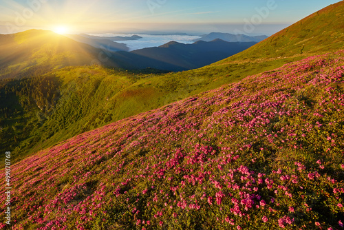 Rhododendron flowers covered mountains meadow in summer time.