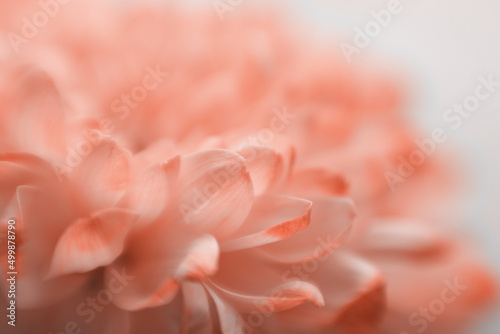 Soft focus smoke beige pink flower on blur copy space nature horizontal background.
