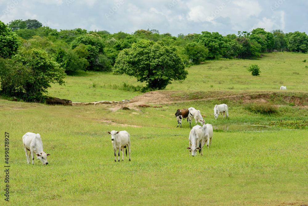 Nellore cattle in the pasture in Mari, Paraíba, Brazil. Livestock. Nellore cattle in the pasture in Mari, Paraíba, Brazil. Livestock.