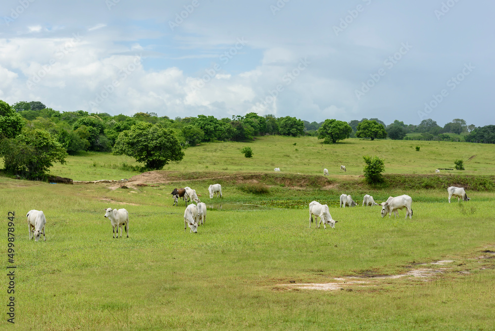 Nellore cattle in the pasture in Mari, Paraíba, Brazil. Livestock. Nellore cattle in the pasture in Mari, Paraíba, Brazil. Livestock.
