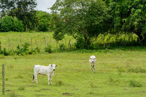 Nellore cattle in the pasture in Mari, Paraíba, Brazil. Livestock.