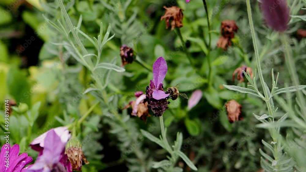 Bee in slow motion flying around a lavender flower Bee in slow motion flying around a lavender flower