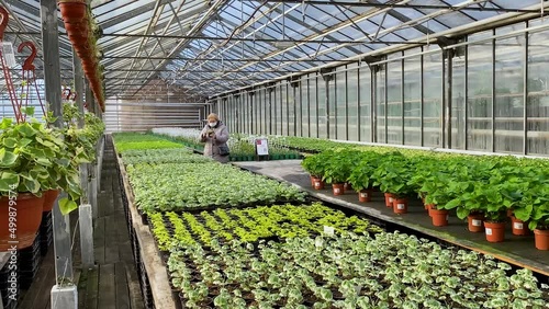 Inside the greenhouse: a huge number of seedlings. Among geranium sprouts and other flowers, a woman is choosing a seedling. Sale of potted flowers