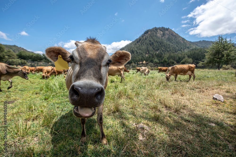 Brown swiss cows grazing at Porcon farm, in Cajamarca, Peru