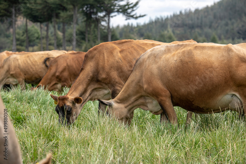 Brown swiss cows grazing at Porcon farm, in Cajamarca, Peru photo
