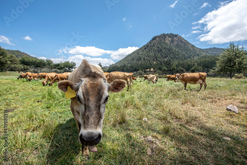 Brown swiss cows grazing at Porcon farm, in Cajamarca, Peru photo