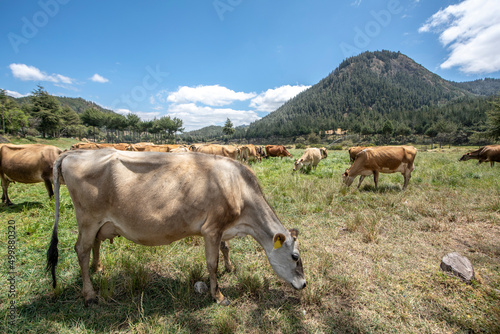Brown swiss cows grazing at Porcon farm  in Cajamarca  Peru