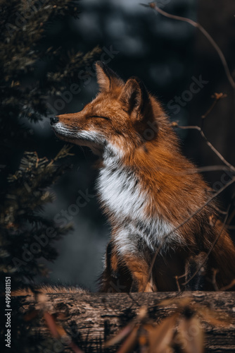 red fox female, in moody forest 