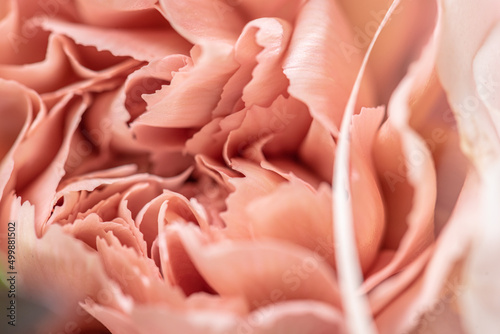 Gothenburg, Sweden - May 11 2021: Closeup macro photo of pink rose petals. © Trygve