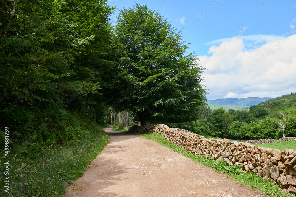 A mountain road surrounded by lush vegetation A mountain road surrounded by lush vegetation