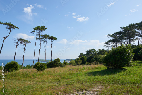 A forest with tall pine trees next to the sea under a beautiful blue sky.