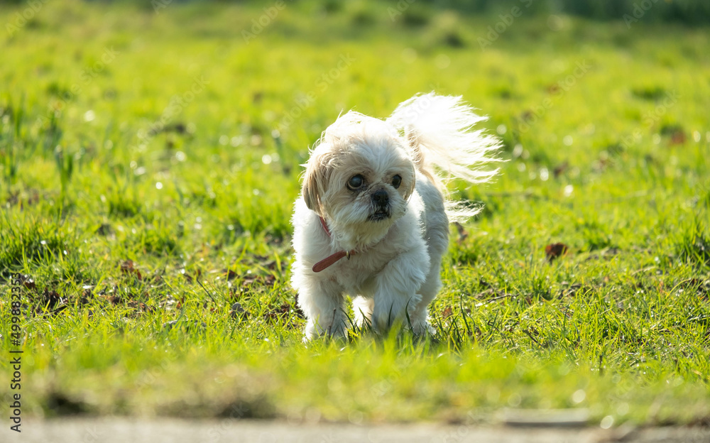 Very old companion dog having a lovely walk through some grass in the park Very old companion dog having a lovely walk through some grass in the park