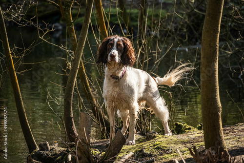 Wet Sprocker Spaniel Dog running around in a park  photo