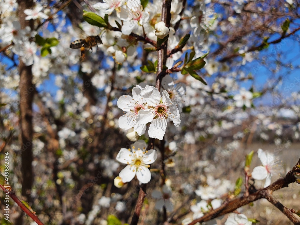 Obraz premium Frühling 