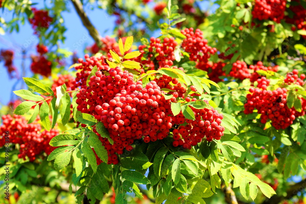 A tree with red ripe rowan berries in the autumn garden