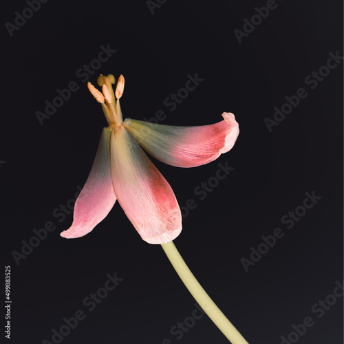Tulip Flowers for Poster Design or Art Print 